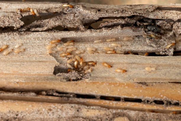 Best Local Pest Control Services  in La Verne, CA